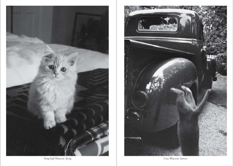 thecatwalkcats_3