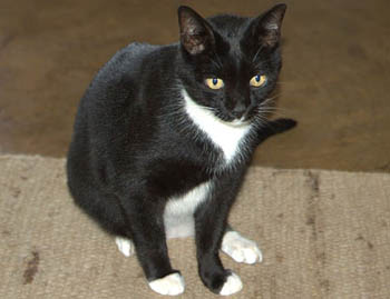 missythecat