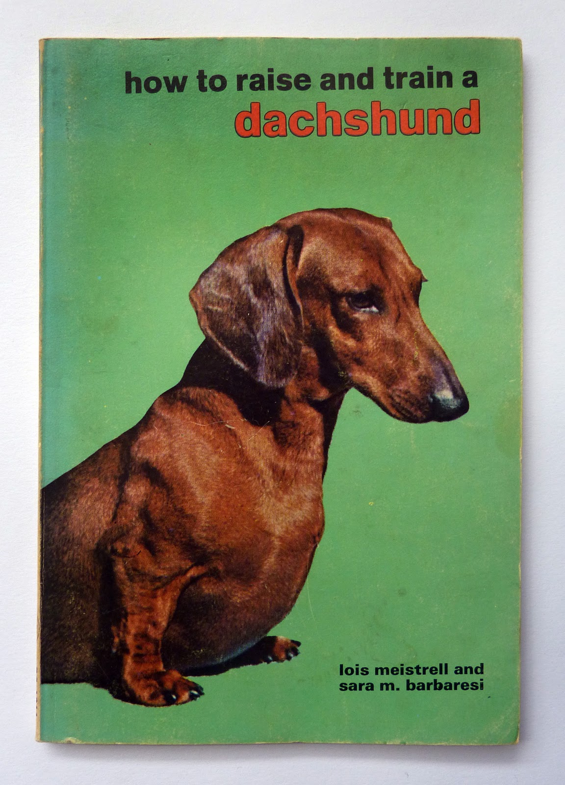 how to raise and train a dachshund.